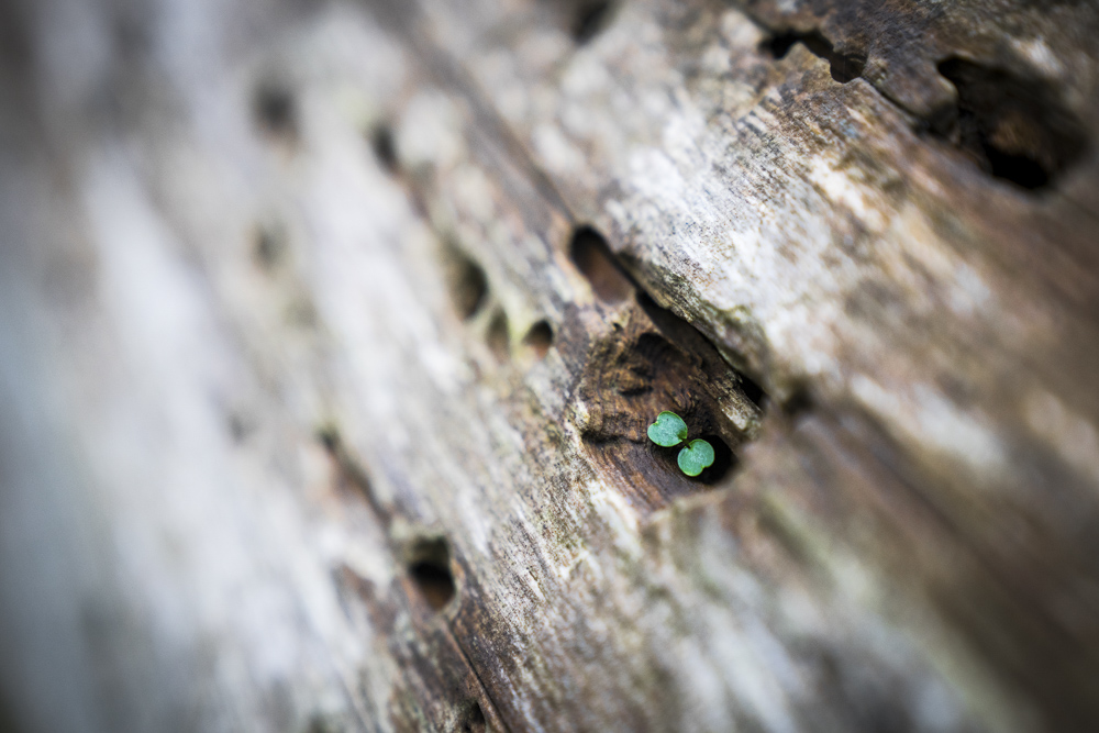 Platz 6 Harald Unglert